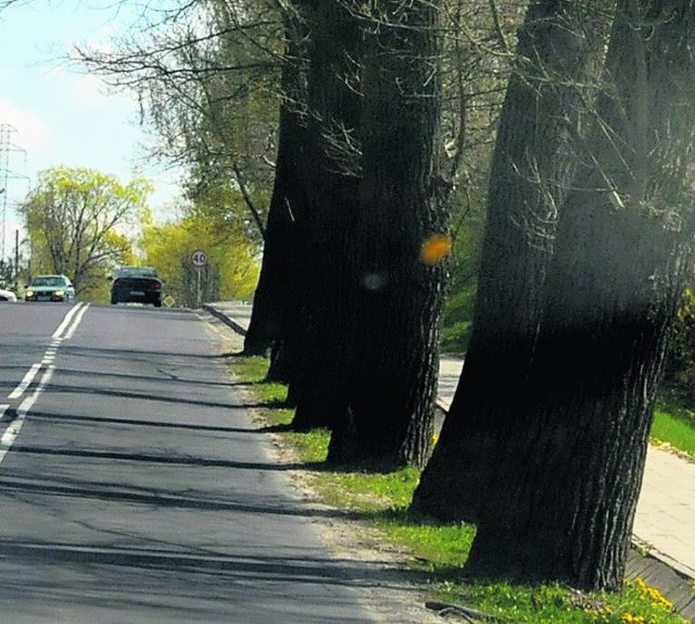 Ulica jest wąska, w dodatku blisko jezdni rosną drzewa