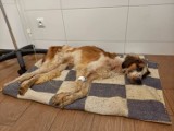 Psi koszmar w województwie opolskim. Ponad 60 zwierząt w fatalnym stanie wyrwanych z piekła przez działaczy TOZ