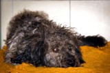 „Animalsi” z Tczewa uratowali skatowanego psa. W leczeniu Ciapka może pomóc każdy z nas! [ZDJĘCIA]
