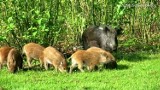 Bagietka dla dzika czyli Park Miejski w Pile zamknięty do odwołania na życzenie dokarmiających. Dzicza rodzina w oku miejskiej kamery [FILM]