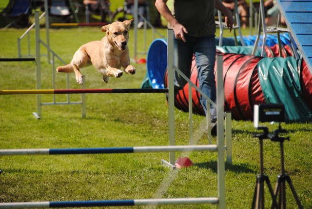 Warsaw Animal Days. Wystawy psów i kotów, pokaz psiej mody, czyli wszystko dla fanów czworonogów