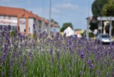 W Człuchowie już kwitnie lawenda (czerwiec 2022). Popularność tej rośliny czyni z miasta prawdziwe "Lawendowe miasto północy"! ZDJĘCIA