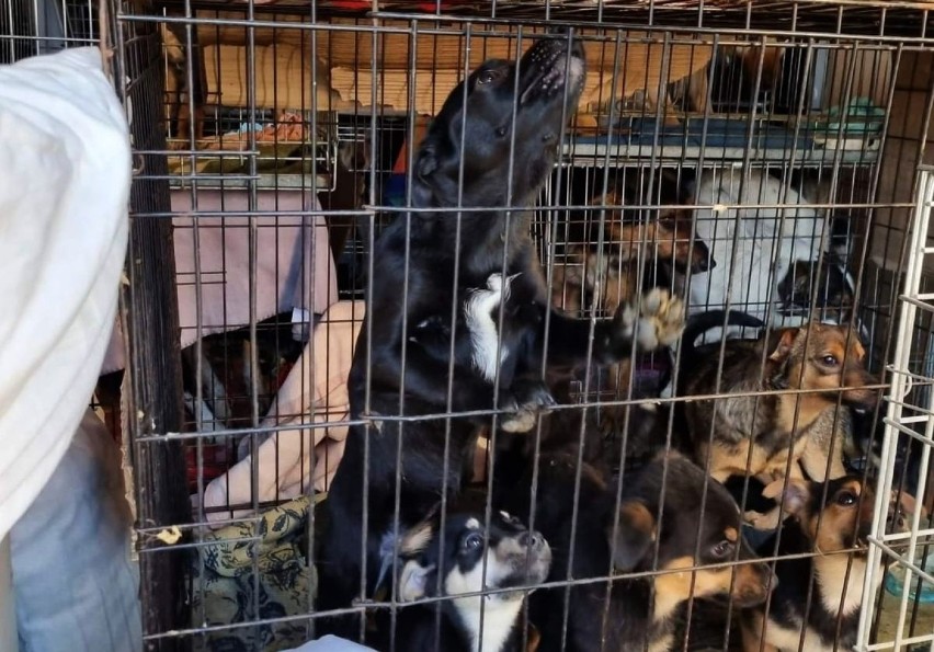 Do Gorzowa trafiło 29 psów z Ukrainy. Czekają na nowych...