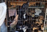 Policjant z Gorzowa pojechał ratować psy z Ukrainy. 29 zwierząt jest już w schronisku, czekają na nowy dom