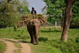 Park Narodowy Chitwan