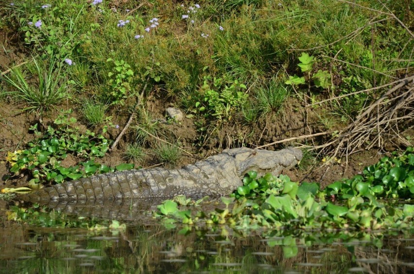 Park Narodowy Chitwan