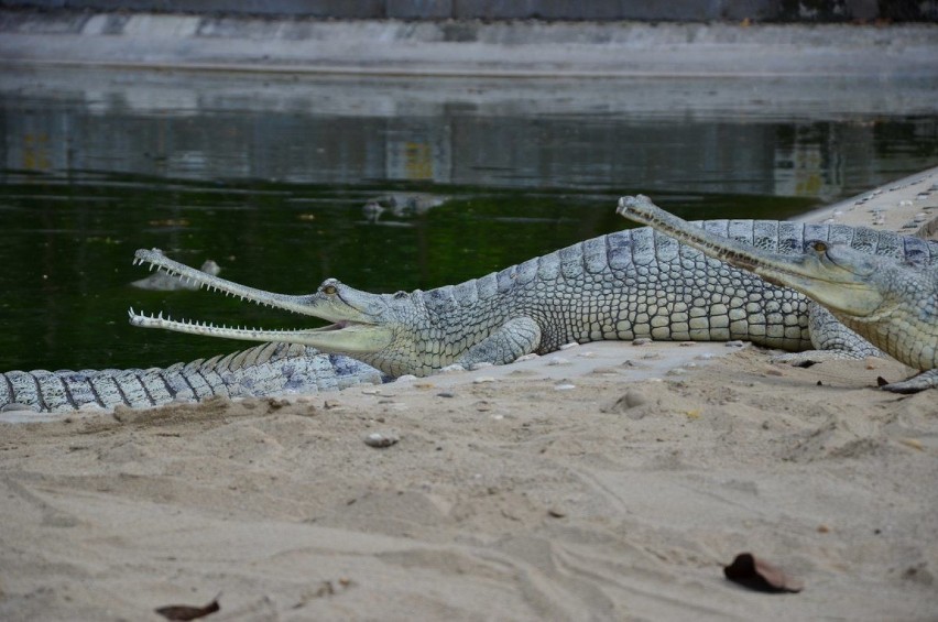 Park Narodowy Chitwan