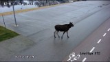 Łoś w Pabianicach na plaży w Lewitynie. Łoś przyszedł się wykąpać. Nie było łatwo przegonić zwierzę! ZDJĘCIA, FILM