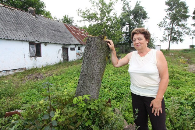 Za wycięcie drzew pani Krystyna ma zapłacić 162 tys. zł