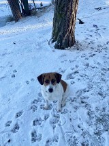 Mieszkance Międzychodu zaginął pies w rejonie Mierzyna, Jeziora Głęboczek i miejscowości Drzewce. Możecie pomóc?