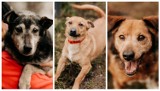 Szukamy domu dla bezdomnych czworonogów ze schroniska Funny Pets w Czartkach. Dziś Ciastek, Rolo i Staszek ZDJĘCIA