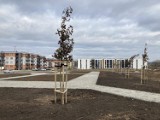 Nowy park na Nowym Piastowie w Głogowie. Posadzono drzewa i wyznaczono ścieżki