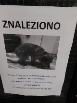 W Bydgoszczy znaleziono psa. Zwierzę czeka na właściciela