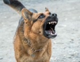 Gmina Skoki. Agresywny pies stwarzał zagrożenie. Jego właścicielka otrzymała 500 zł mandatu 