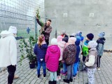 Coraz więcej zielonych ścian na budynkach w Częstochowie