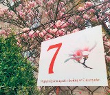 Cieszyn: Nad Olzą można podziwiać najpiękniejsze magnolie