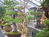 Wystawa bonsai w wałbrzyskiej Palmiarni