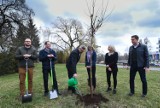 Akcja sadzenia drzew przez polityków PO w Toruniu