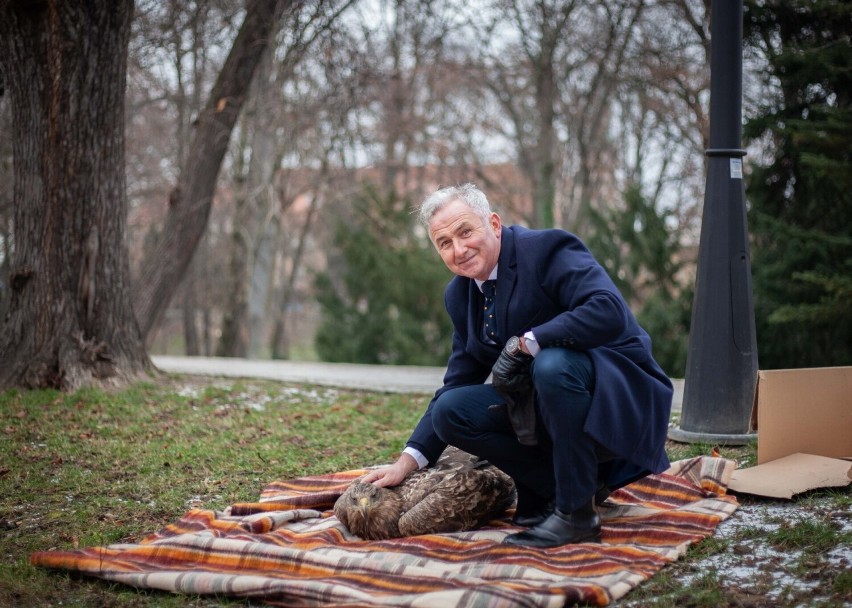 To już drugi przypadek zatrutego bielika w ciągu dwóch dni...