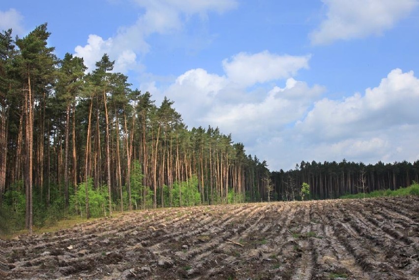 Nadleśnictwo Oborniki kupi grunty leśne lub pod zalesienie.