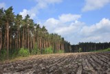 Nadleśnictwo Oborniki kupi grunty rolne i leśne w celu zalesienia