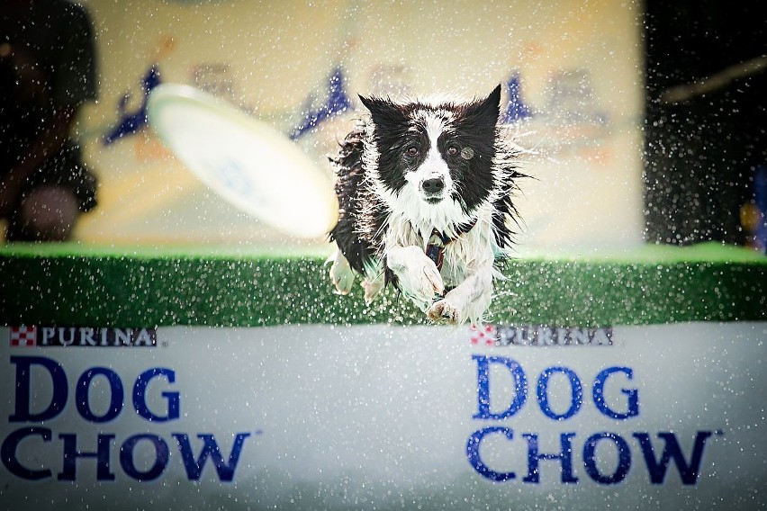 Dog Chow Disc Cup 2013 już w ten weekend