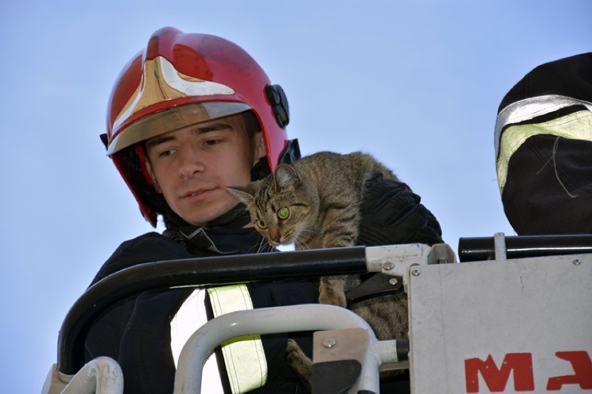 Legniccy strażacy uratowali kotkę, trzy dni spędziła na...