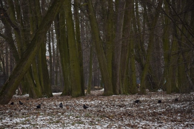 Park Miejski w Jarosławiu