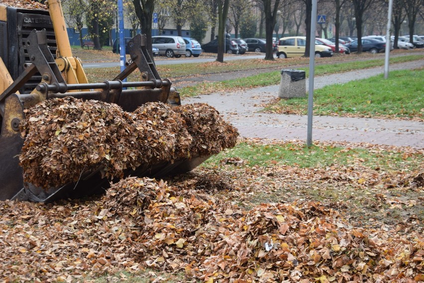 Sprzątanie jesieni na alei Niepodległości w Tychach