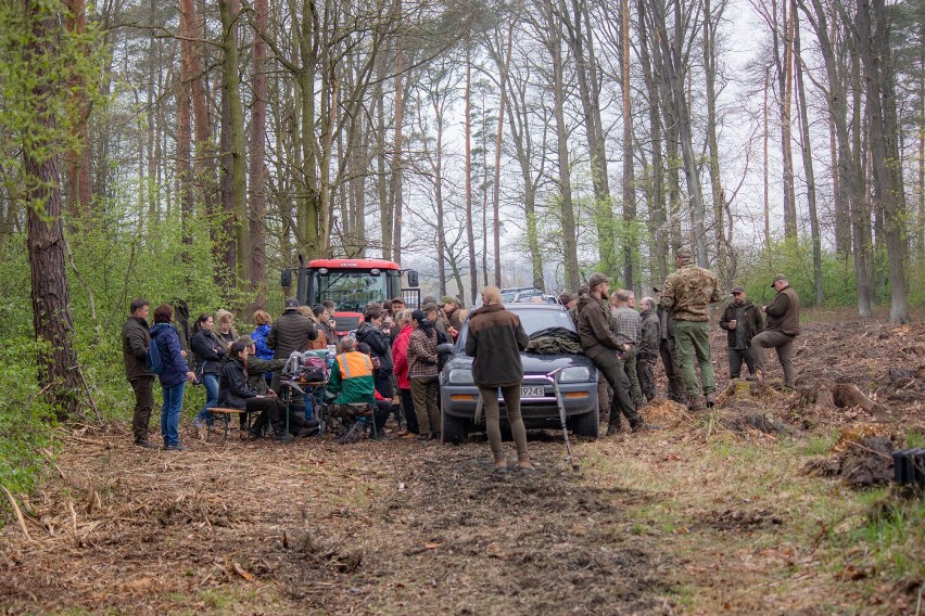 Pracownicy Nadleśnictwa Legnica sadzili las na terenie leśnictwa Dobrzejów