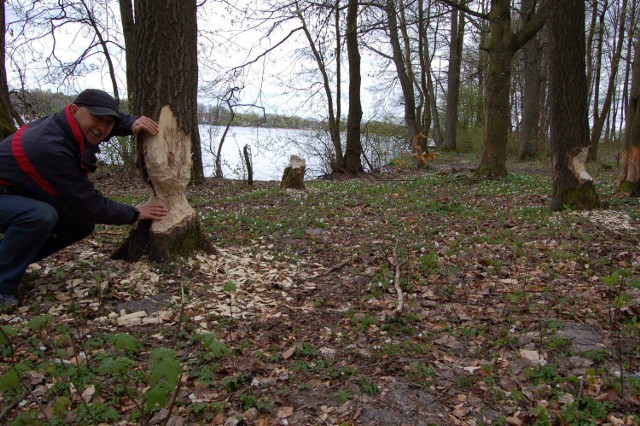 Roman Toboła ze Szczecinka pierwsze bobry nad Trzesieckiem wypatrzył już kilkanaście lat temu