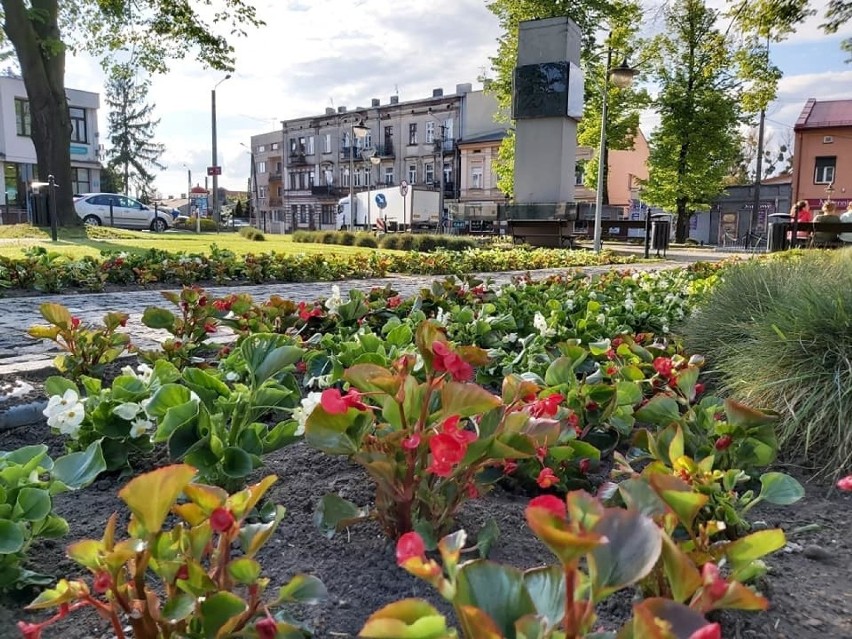 Co kwitnie na placu Jana Pawła II w Brzezinach? Jest wiosennie i kolorowo