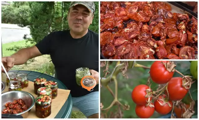 Tomasz Miarecki do suszenia wybiera najbardziej dojrzałe pomidory