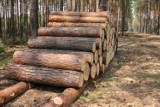 W Nadleśnictwie Głogów rośnie popyt na drewno opałowe. Wszystko przez wzrost cen gazu i prądu - mówią leśnicy