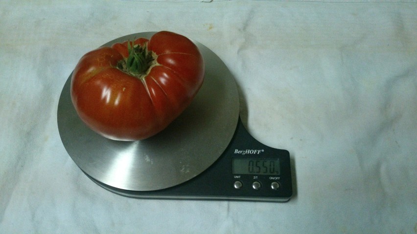 Pomidor gigant z Tarnowa