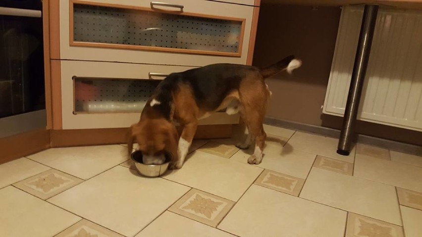 W Kielcach znaleziono psa rasy beagle