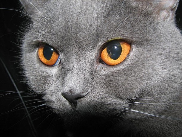 Dorina - pierwszy zarejestrowany kot brytyjski we Wrocławiu - inspiracja dla Geta Stankiewicza, który ją uwiecznił na miedziorycie