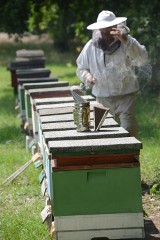 Pszczelarze stają w obronie owadów pod Wągrowcem