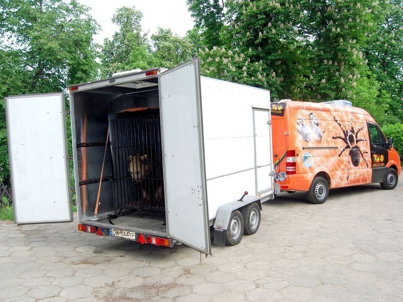 Niedźwiedzie z wrocławskiego zoo wróciły do Zamościa (ZDJĘCIA)