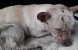 Żywy pies w torbie wyrzucony na śmietnik w Chojnicach [zdjęcia]