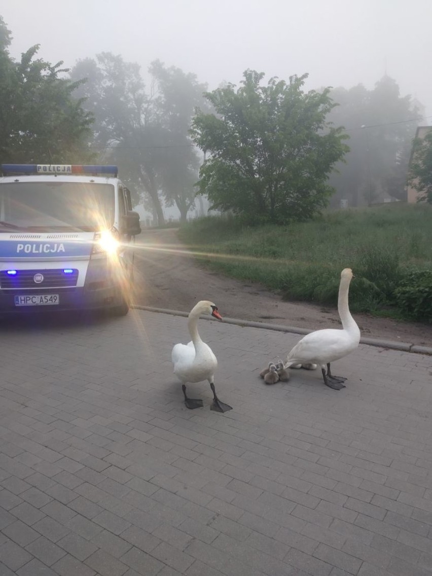 To było niecodzienne "doprowadzenie". Policjanci...