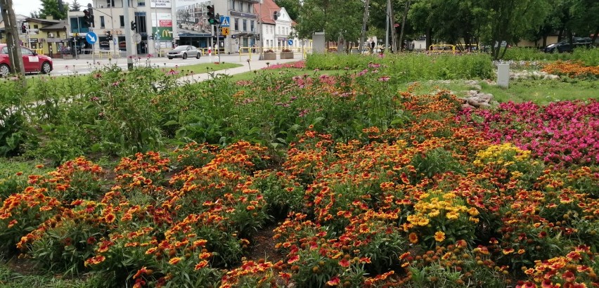 Pruszcz Gdański. Kwiatowy skwer w centrum miasta przyciąga motyle i inne owady. Zobaczcie ZDJĘCIA