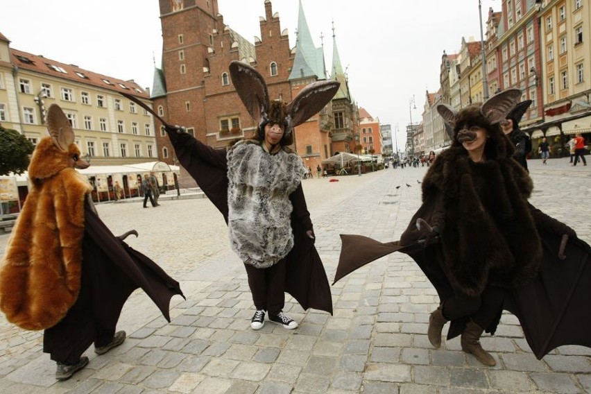 Wrocław: Wielkie nietoperze fruwały po Rynku (ZDJĘCIA)