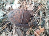 Podczas prac leśnych w Zaleśniaku znaleziono granaty oraz amunicję