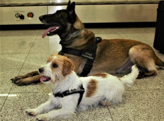 W Karpackim Oddziale Straży Granicznej oraz jego placówkach jest obecnie kilkanaście psów służbowych