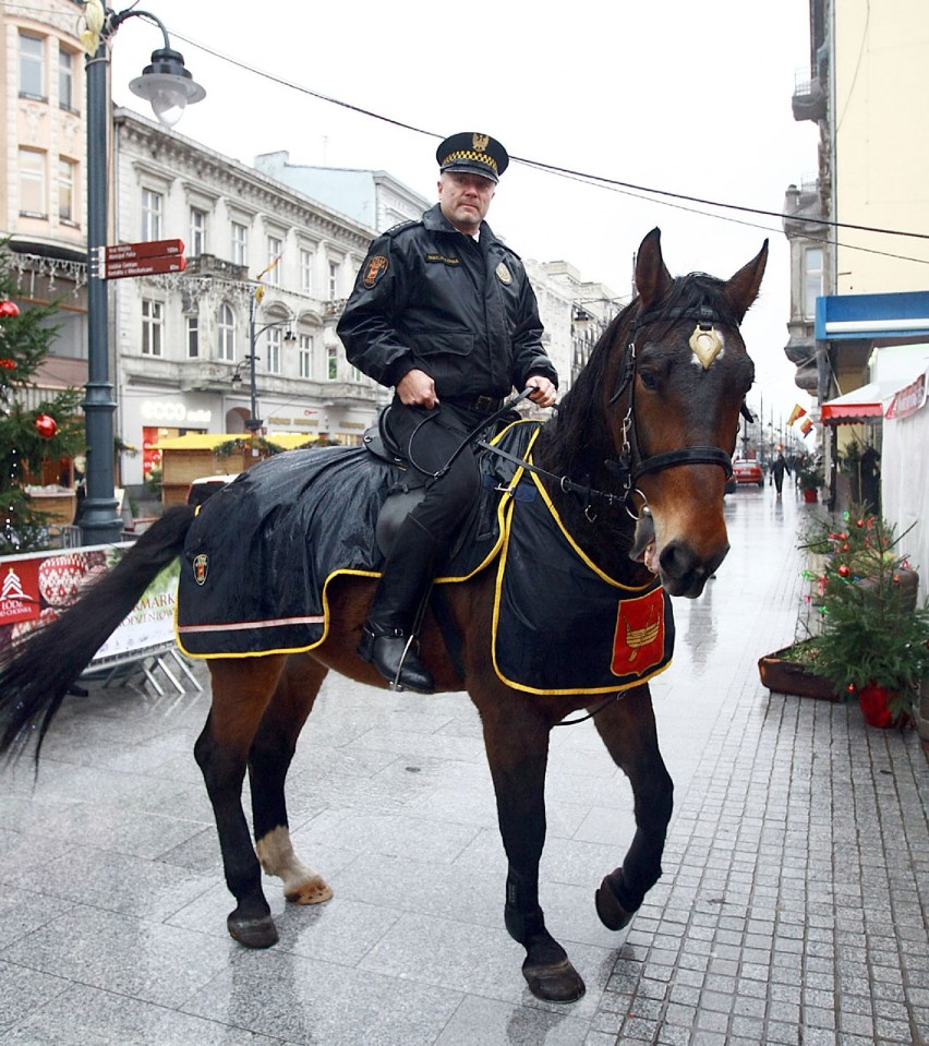 Nowy koń straży miejskiej w Łodzi
