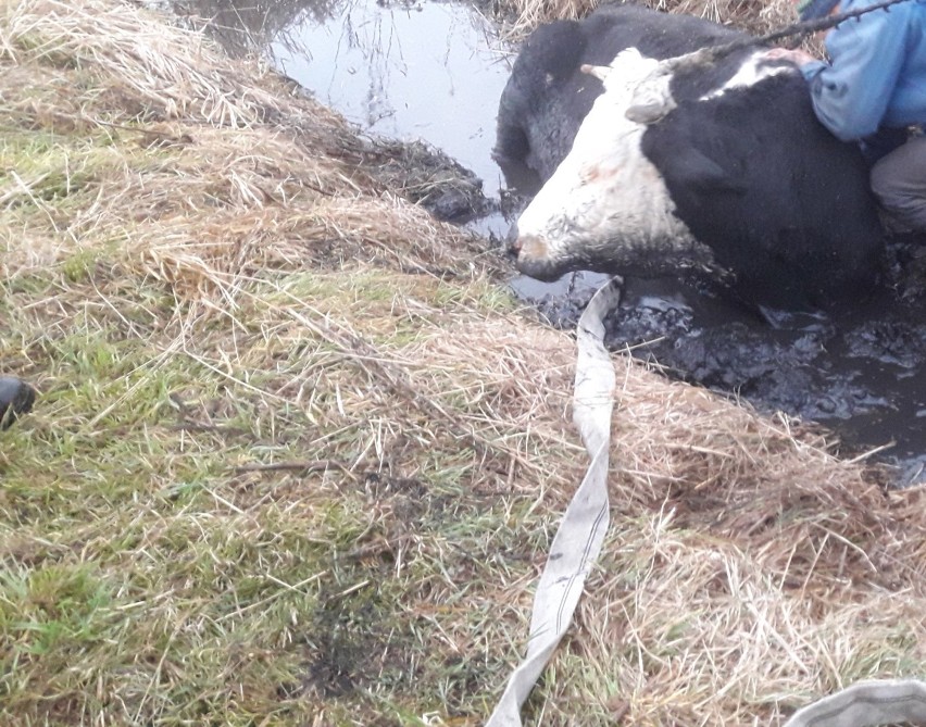 Bierutów. Krowa utknęła w rowie. Konieczna była pomoc strażaków! (ZDJĘCIA) 