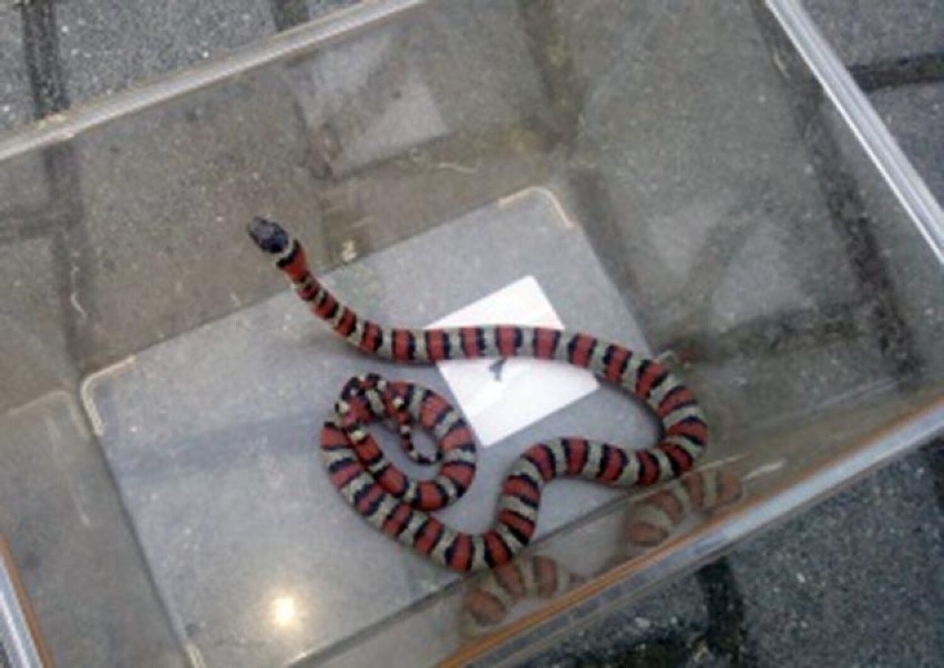 Wąż znaleziony w jednym z warszawskich mieszkań
