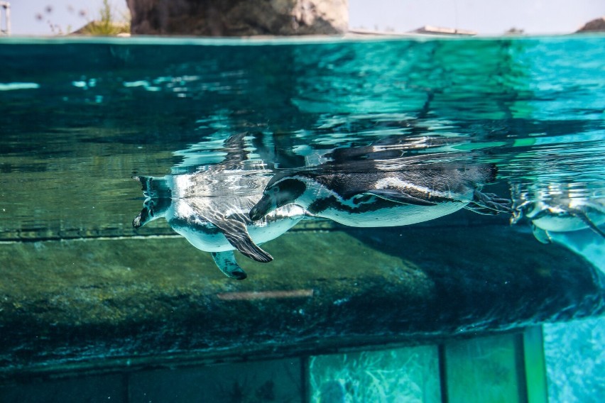 Podopieczni Śląskiego Ogrodu Zoologicznego w Chorzowie mają...