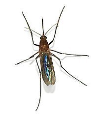 Komary potrafią dać się mocno we znaki